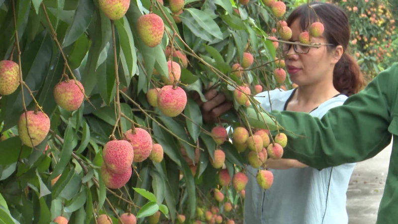 Lô vải đầu tiên đi Singapore, Mỹ, Australia
