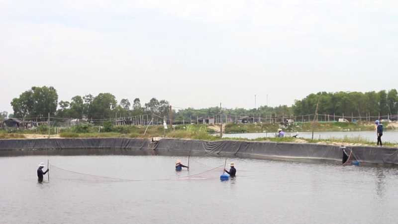Hàng loạt hồ tôm bị tiêu hủy do dịch bệnh