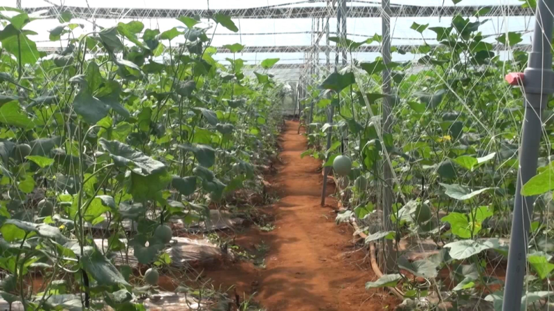 TIẾP TỤC MIỄN THUẾ SỬ DỤNG ĐẤT NÔNG NGHIỆP ĐỂ HỖ TRỢ NÔNG NGHIỆP