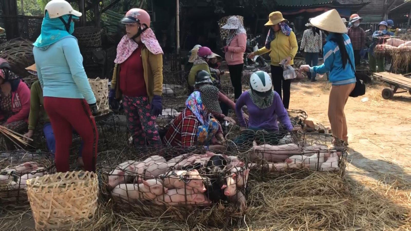 QUẢNG NGÃI: GIÁ HEO GIỐNG Ở MỨC CAO