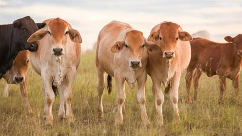 4.500 CON B&Ograve; TỪ &Uacute;C CỦA H&Ograve;A PH&Aacute;T ĐANG TR&Ecirc;N ĐƯỜNG VỀ VIỆT NAM