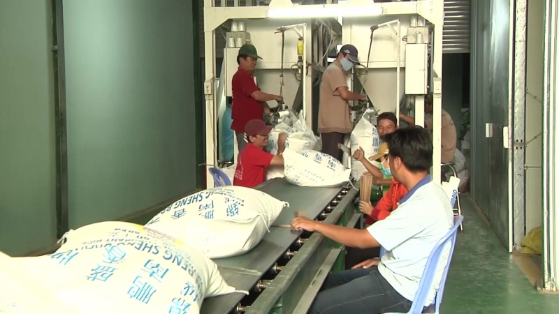 Xuất khẩu gạo tăng mạnh