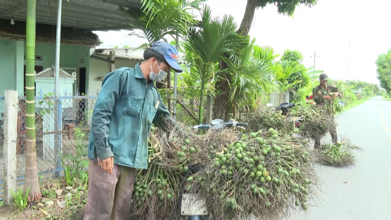 Giá cau tăng mạnh