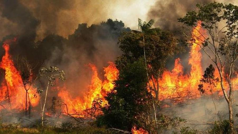 Cháy rừng lan rộng đe dọa rừng nguyên sinh Brazil