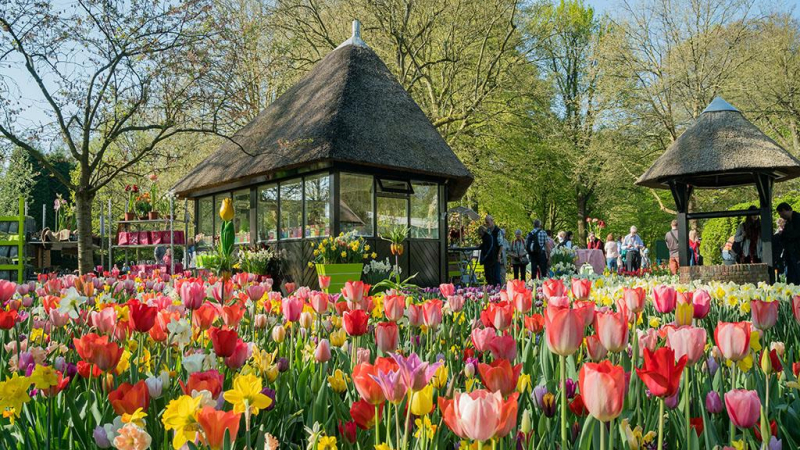 Đón xuân giữa ngàn hoa tại Australia