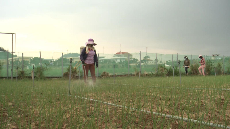 Nông dân Lý Sơn sản xuất Hành Tỏi sạch