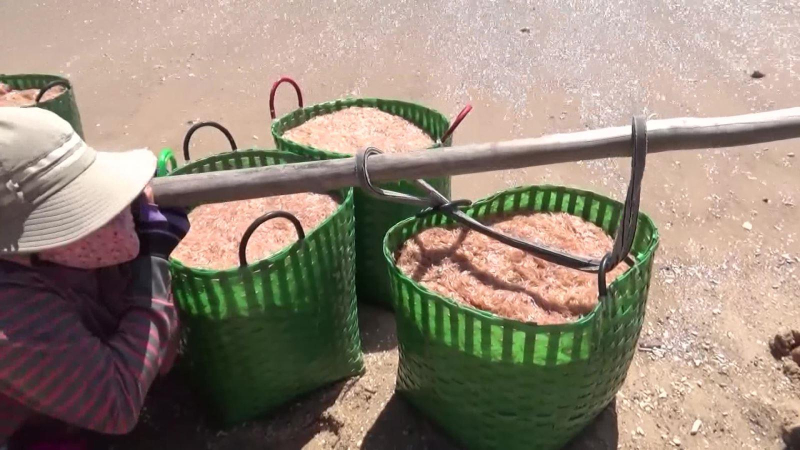 Ngư dân Ninh Thuận trúng đậm mùa ruốc biển