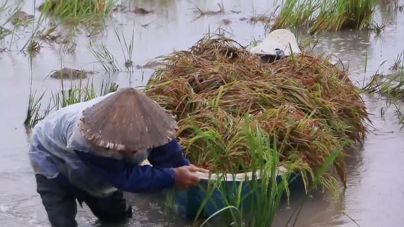 Triều cường và mưa lớn gây thiệt hại ở Hậu Giang