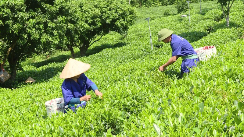 Năm 2025 thành lập mới 10.00 tổ chức kinh tế tập thể.