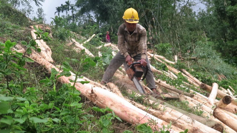 Hỗ trợ thu mua gỗ keo ngã đổ do ảnh hưởng của bão số 9