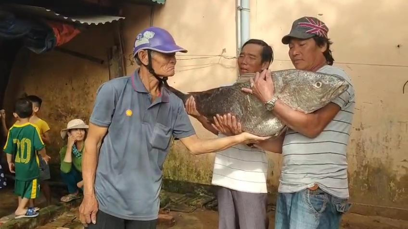Ngư dân Quảng Ngãi bắt được cá lạ nghi là cá sủ vàng