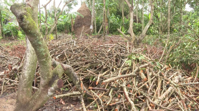 Mùa chôm chôm thất bát.