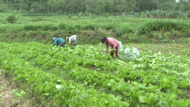 Rau đầu mùa được giá