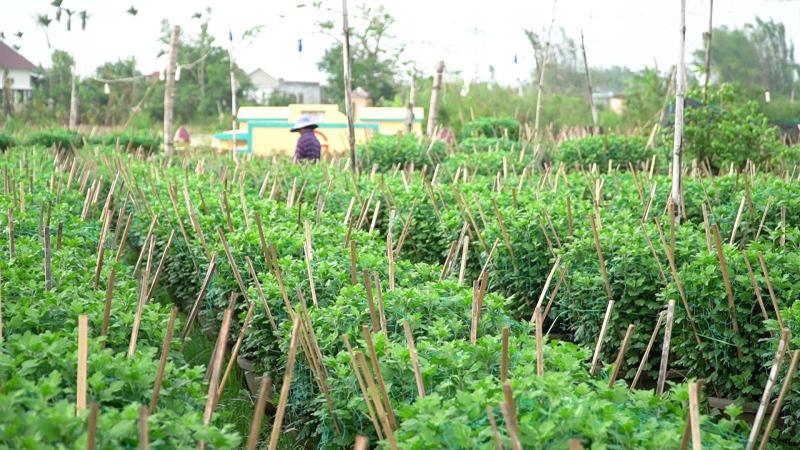 Vụ hoa Tết sản lượng giảm.