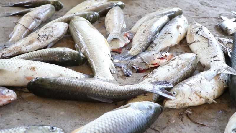 Cuộc sống người dân đảo lộn vì ô nhiễm nguồn nước