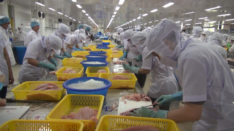 VASEP khuyến c&aacute;o doanh nghiệp xuất khẩu c&aacute; tra sang Trung Quốc kh&ocirc;ng ch&agrave;o b&aacute;n gi&aacute; thấp