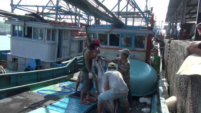 Chuyến biển cuối năm, ngư dân trúng đậm cá ngừ