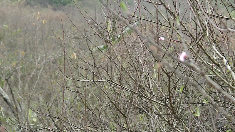 Nghi&ecirc;n cứu phương &aacute;n truy xuất nguồn gốc c&acirc;y đ&agrave;o