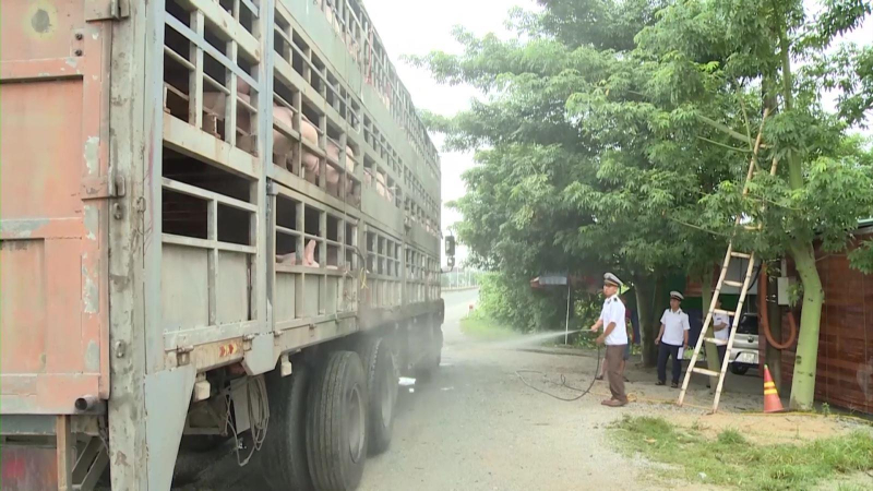 Việt Nam sắp sản xuất được vaccine phòng dịch tả lợn