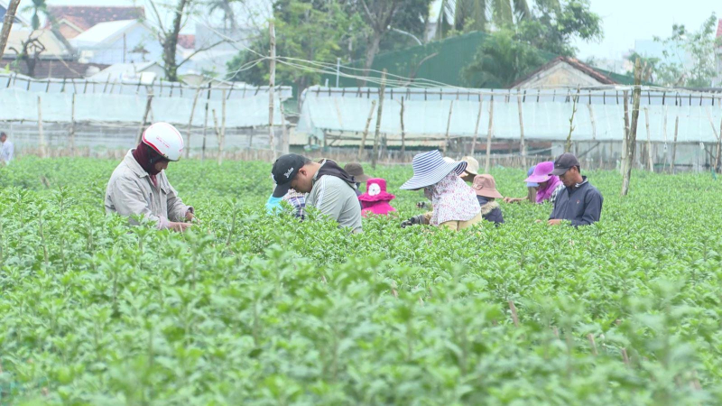 Làng hoa Tết giữa lòng thành phố