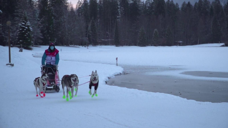 Cuộc đua xe chó kéo xe trượt tuyết tại dãy Alps