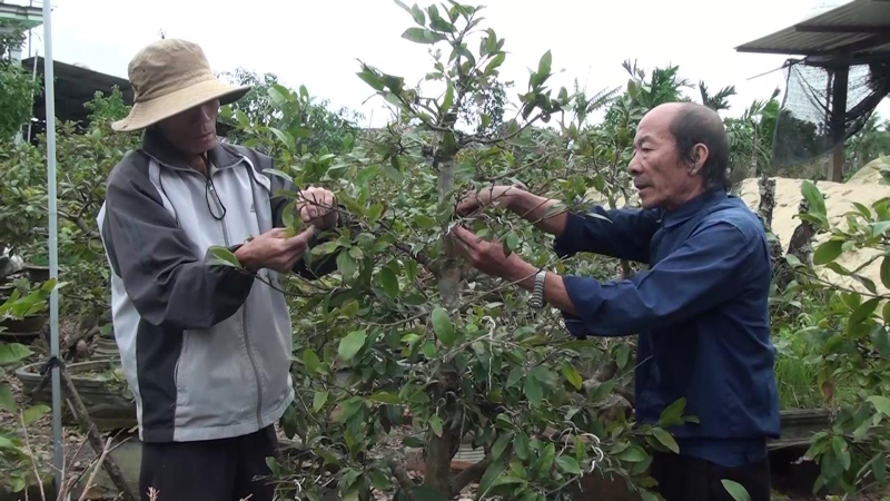 L&agrave;ng nghề c&acirc;y kiểng v&agrave;o vụ Tết