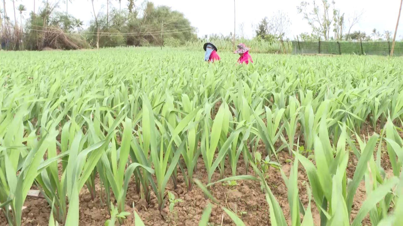 Các nhà vườn Lay ơn bận rộn hơn khi trời rét và gió mạnh