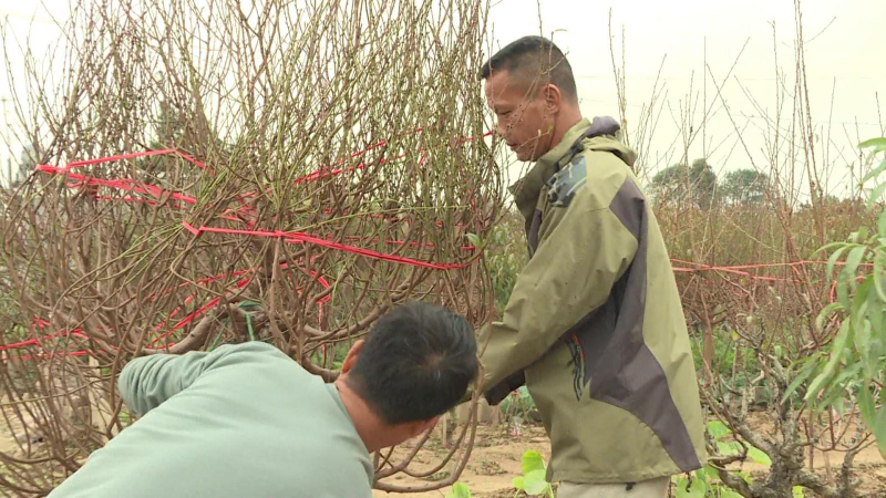 Người dân kỳ vọng mùa hoa Tết bội thu