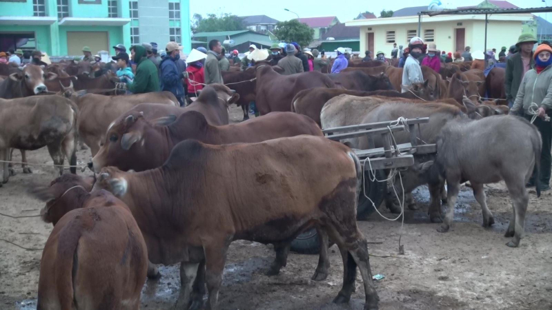 Nhộn nhịp phiên chợ trâu, bò lớn nhất vùng Bắc Trung Bộ