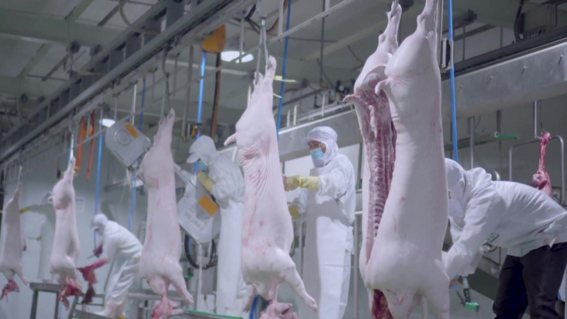 Hụt nguồn lợn Th&aacute;i Lan, lợn trong nước tăng gi&aacute;