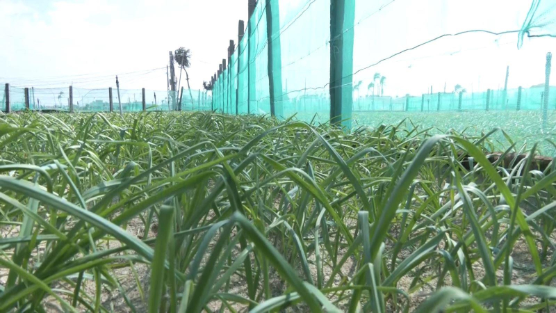 Nông dân Lý Sơn giăng lưới chắn gió cho cây tỏi.