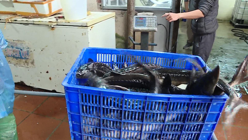 Siết chặt nhập khẩu cá tầm tại các cửa khẩu