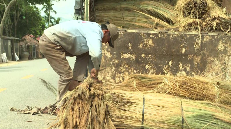 Vào mùa thu hoạch đót