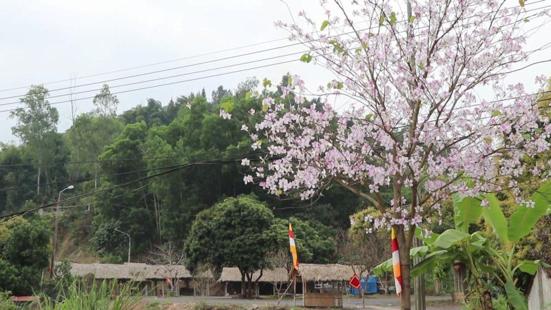 Sắc hoa ban giữa lòng Hà Nội