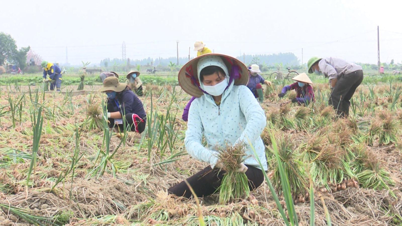 Tình người trong tâm dịch Hải Dương