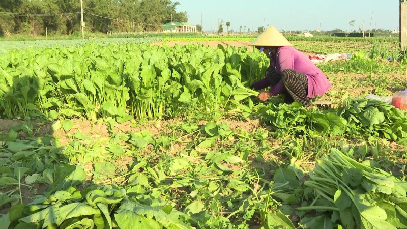 Rau lại được m&ugrave;a, rớt gi&aacute;