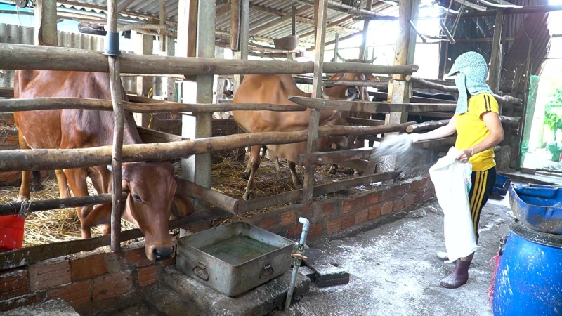 Xuất hiện bệnh lở mồm long móng ở gia súc