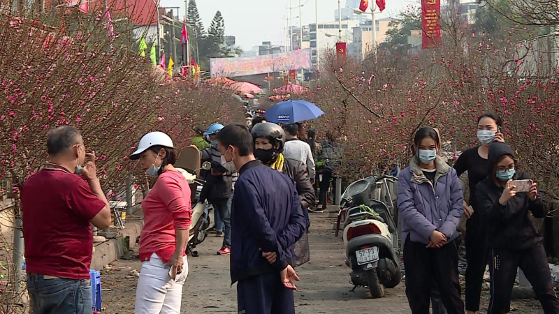 Thị trường đào, quất dịp cận Tết ảm đạm