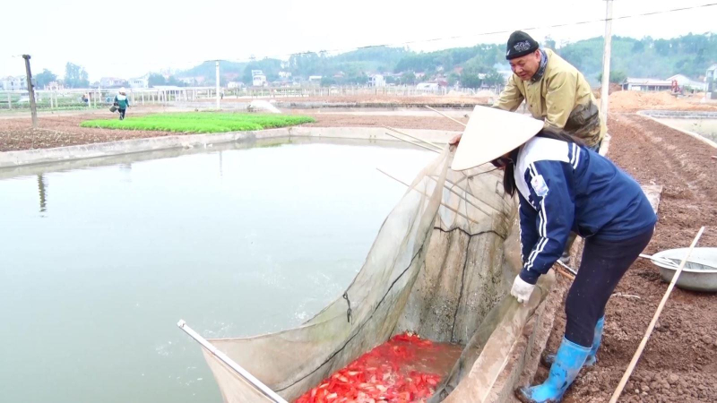 Tr&ecirc;n 30 tấn c&aacute; ch&eacute;p đỏ phục vụ thị trường Tết