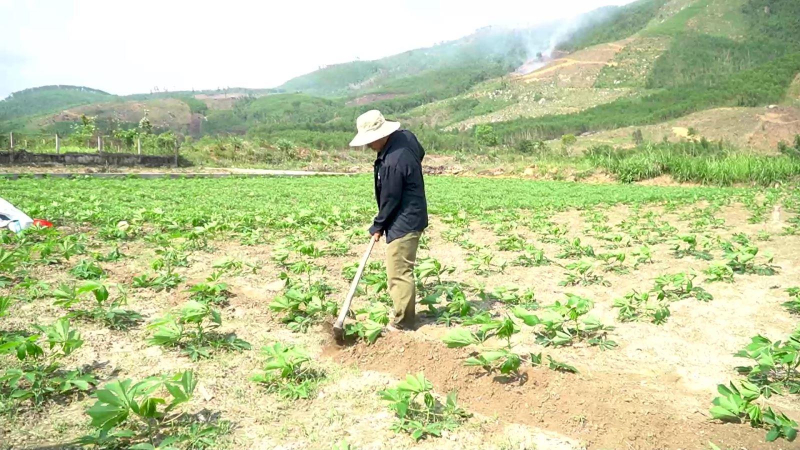 Đưa giống mỳ sạch bệnh khảm lá vào trồng