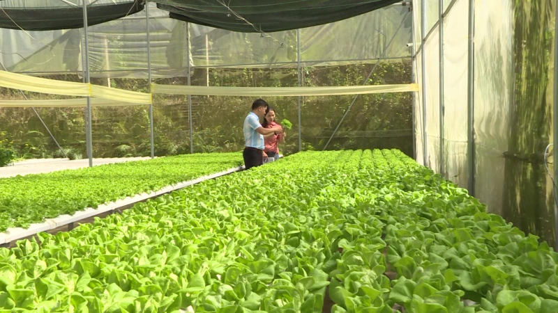 Thanh niên miền núi lập thân, lập nghiệp