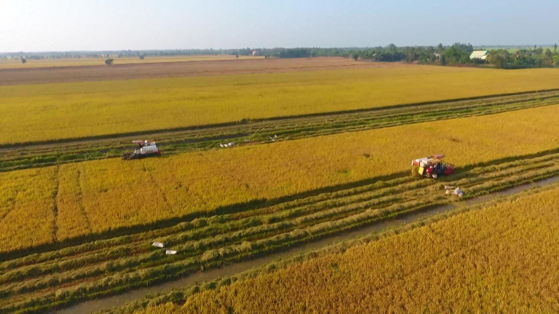 Đồng bằng Sông Cửu Long thắng lớn vụ lúa đông xuân