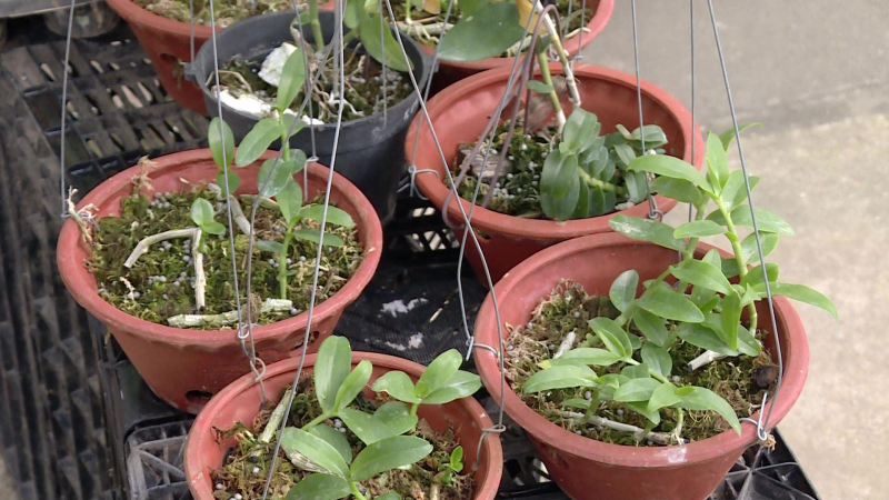 Người bán lan đột biến phải kê khai, nộp thuế