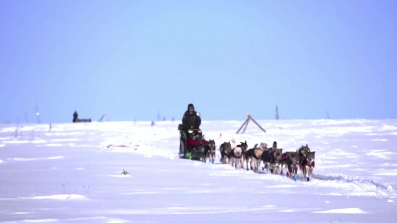 Cuộc đua chó kéo xe trượt tuyết tại Mỹ