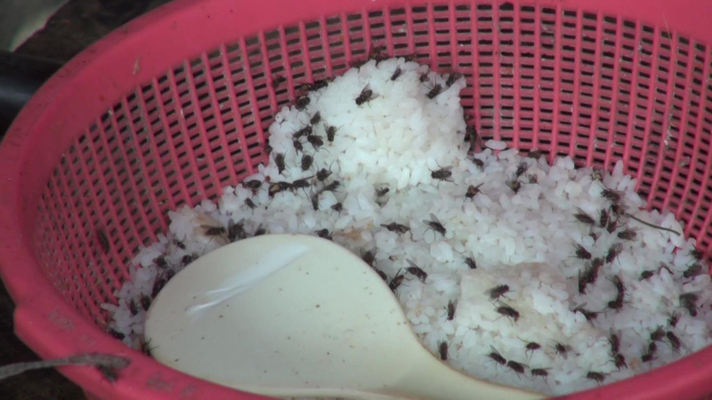 “Sống chung” với ruồi