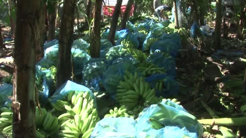 Giá chuối xuất khẩu sang EU ở mức cao