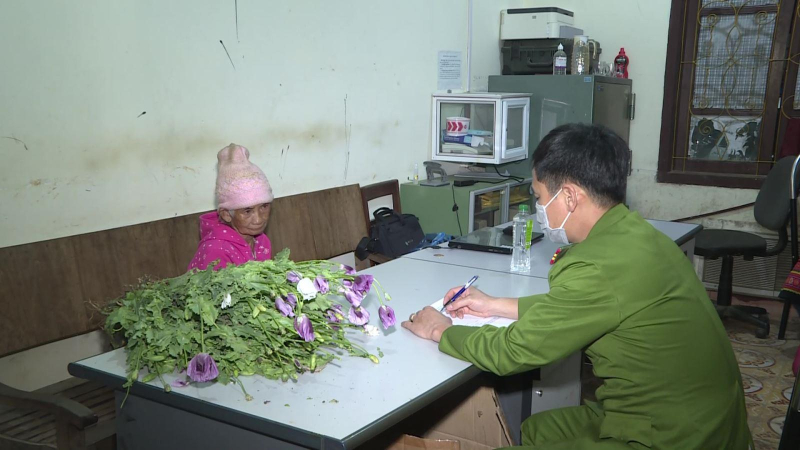 Sơn La xử lý vụ trồng 200 cây thuốc phiện
