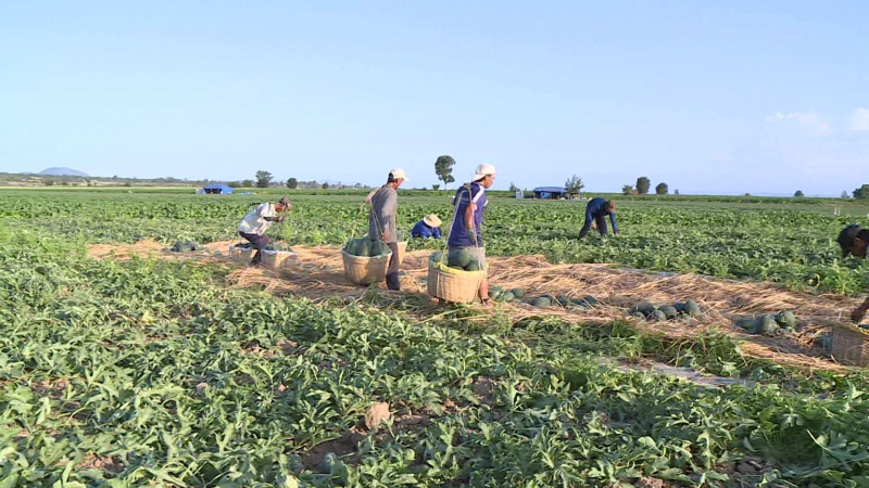 Gi&aacute; dưa hấu tại Gia Lai đ&atilde; tăng cao trở lại