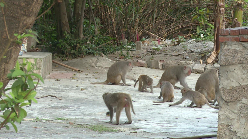 Tuyên truyền bảo vệ khỉ Sơn Trà