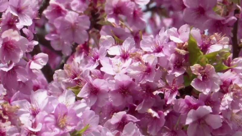 Thêm một mùa Anh đào vắng lặng ở Nhật Bản